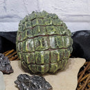 Gatorhead Skull Statue