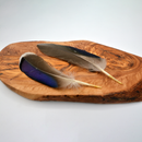 Mallard Duck Feathers