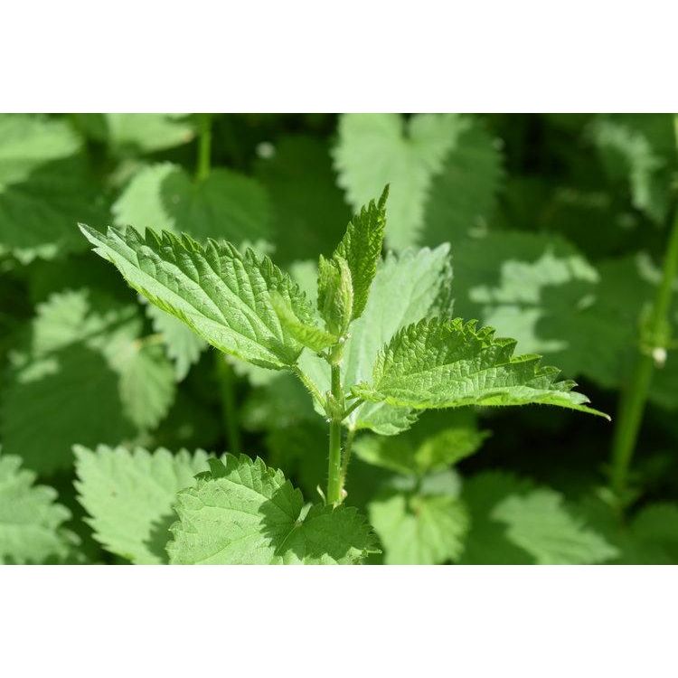 Stinging Nettle Seeds-Scents/Oils/Herbs-RavenSong-The Bat Witch Cavern