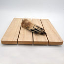 Canadian Raccoon Foot (Preserved)