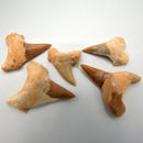 Authentic Shark Tooth - 1" to 1.5"-Crystal/Stones-Azure Green-The Bat Witch Cavern