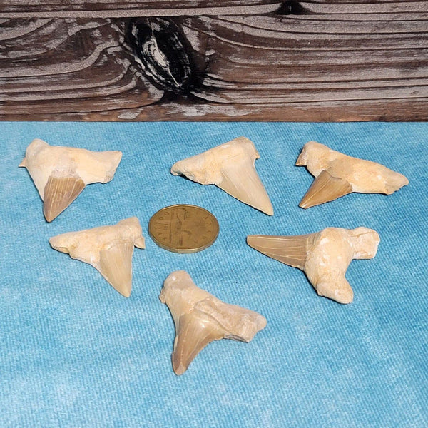 Authentic Shark Tooth - 1" to 1.5"