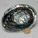 Smoke Cleansing Abalone Shell 6" to 7"