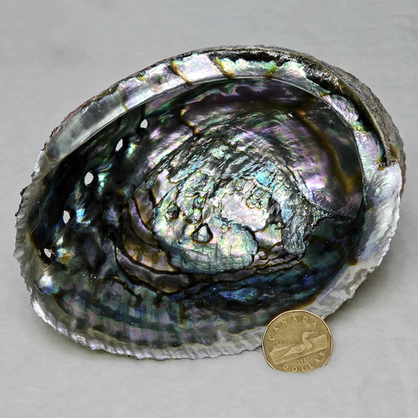 Smoke Cleansing Abalone Shell 6" to 7"