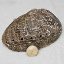 Smoke Cleansing Abalone Shell 6" to 7"