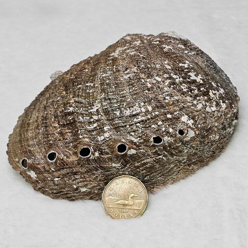 Smoke Cleansing Abalone Shell 6" to 7"