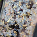 "Cleanse & Release" - Magick Cleansing and Release Herbal Bath Salts -  16oz