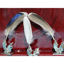 Mallard Duck Feathers