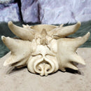 Support T-Lite Crâne de Dragon 6,25" x 4"