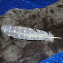 Smoke Cleansing Feather - Triple Moon Print Approx. 12"