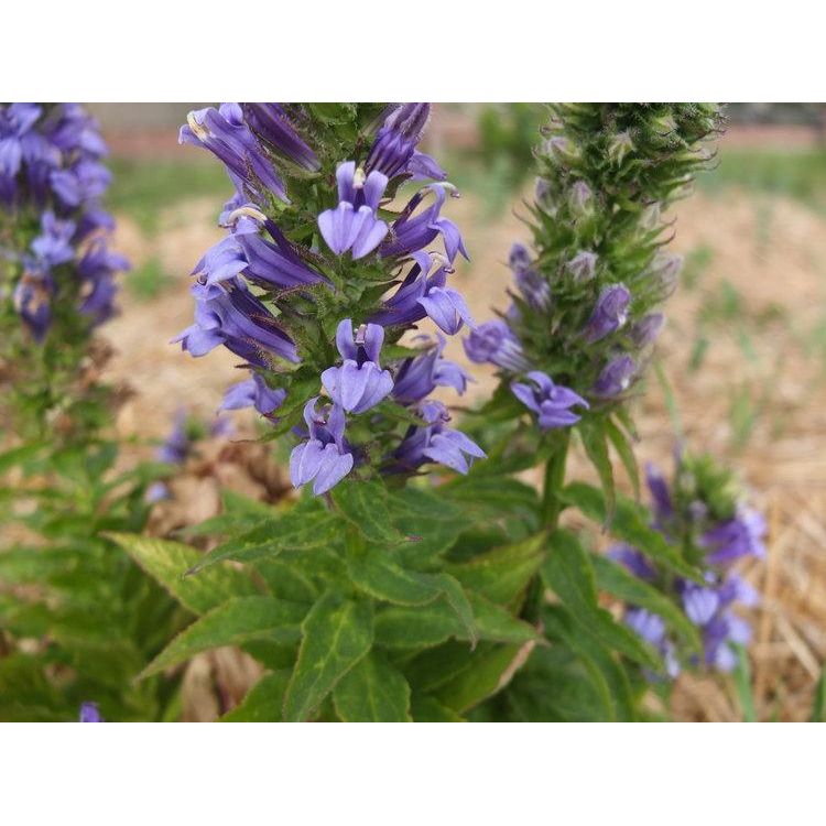 Great Blue Lobelia Seeds-Scents/Oils/Herbs-RavenSong-The Bat Witch Cavern