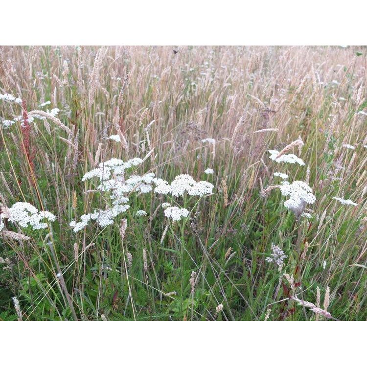 Western Yarrow Seeds-Scents/Oils/Herbs-RavenSong-The Bat Witch Cavern