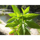 Wild Mint Seeds-Scents/Oils/Herbs-RavenSong-The Bat Witch Cavern