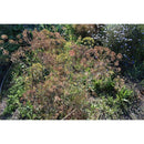 Dill Seeds-Scents/Oils/Herbs-RavenSong-The Bat Witch Cavern