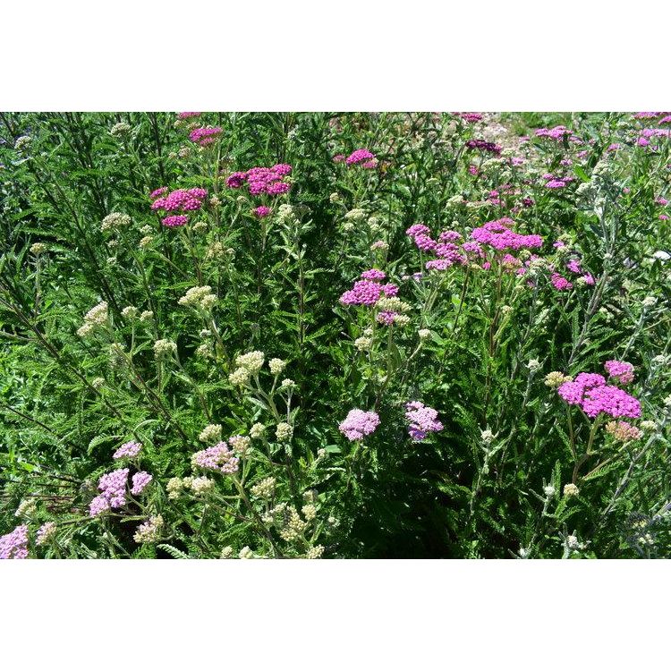 Pink Yarrow Seeds-Scents/Oils/Herbs-RavenSong-The Bat Witch Cavern
