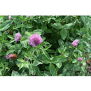 Red Clover Seeds-Scents/Oils/Herbs-RavenSong-The Bat Witch Cavern