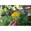 Dandelion Seeds-Scents/Oils/Herbs-RavenSong-The Bat Witch Cavern