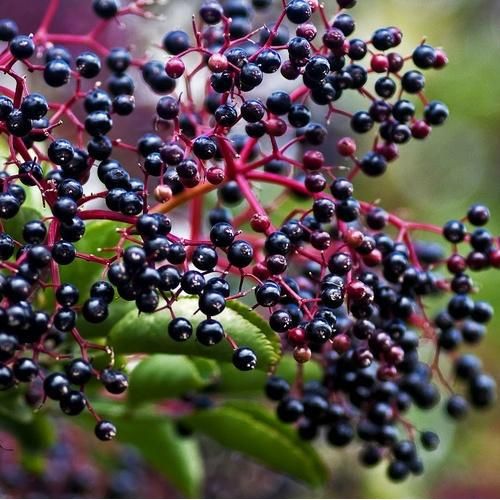Black Elderberry Seeds-Scents/Oils/Herbs-RavenSong-The Bat Witch Cavern