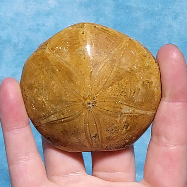 Urchin Fossil