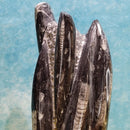 Tour fossile Orthoceras - 13-15" de haut