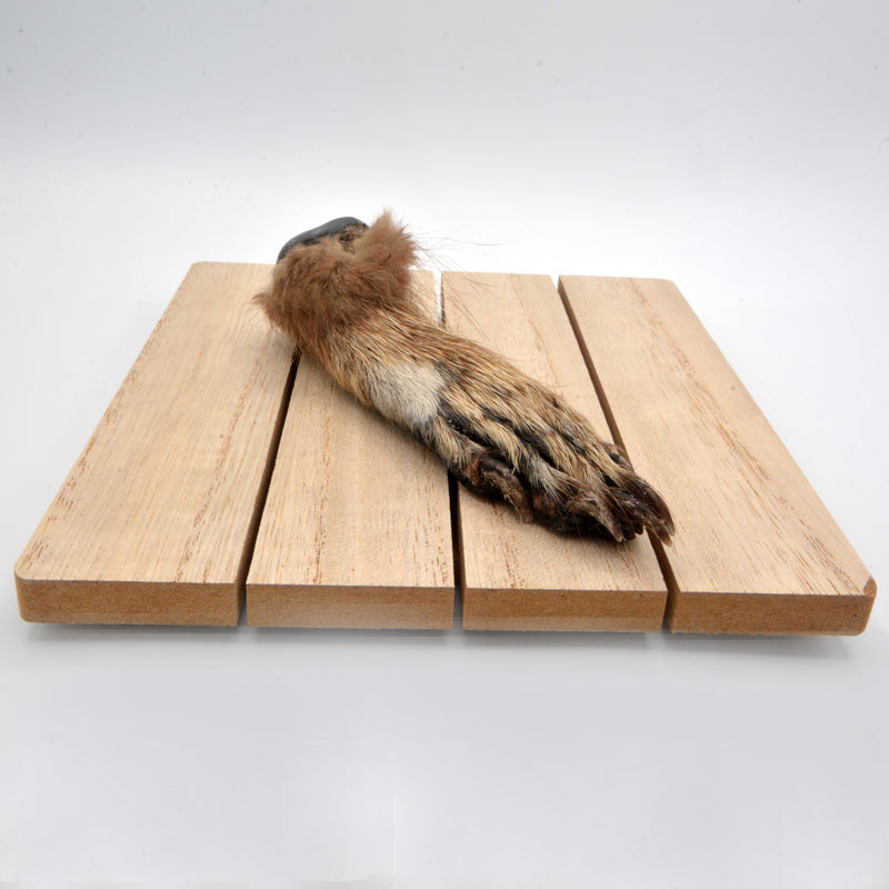 Canadian Raccoon Foot (Preserved)