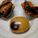 Pierre de Palme - Septarien 2.5"