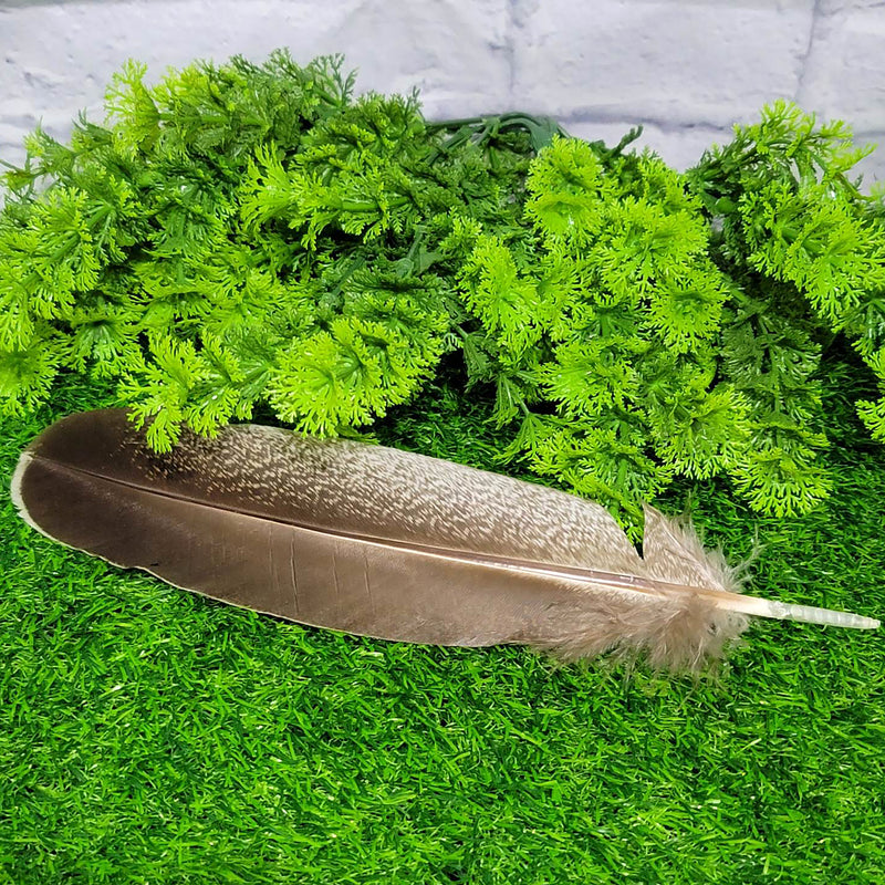 Smoke Cleansing Feather - Turkey Approx. 12"