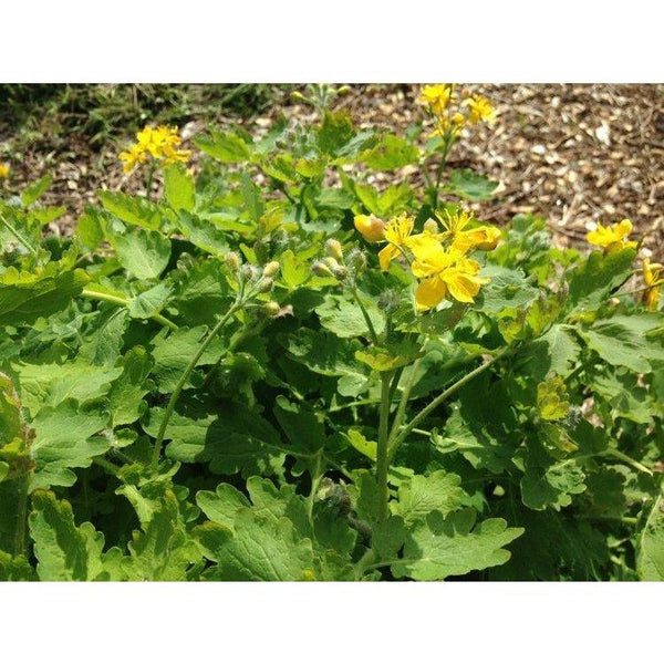 Celandine Poppy Seeds-Scents/Oils/Herbs-RavenSong-The Bat Witch Cavern