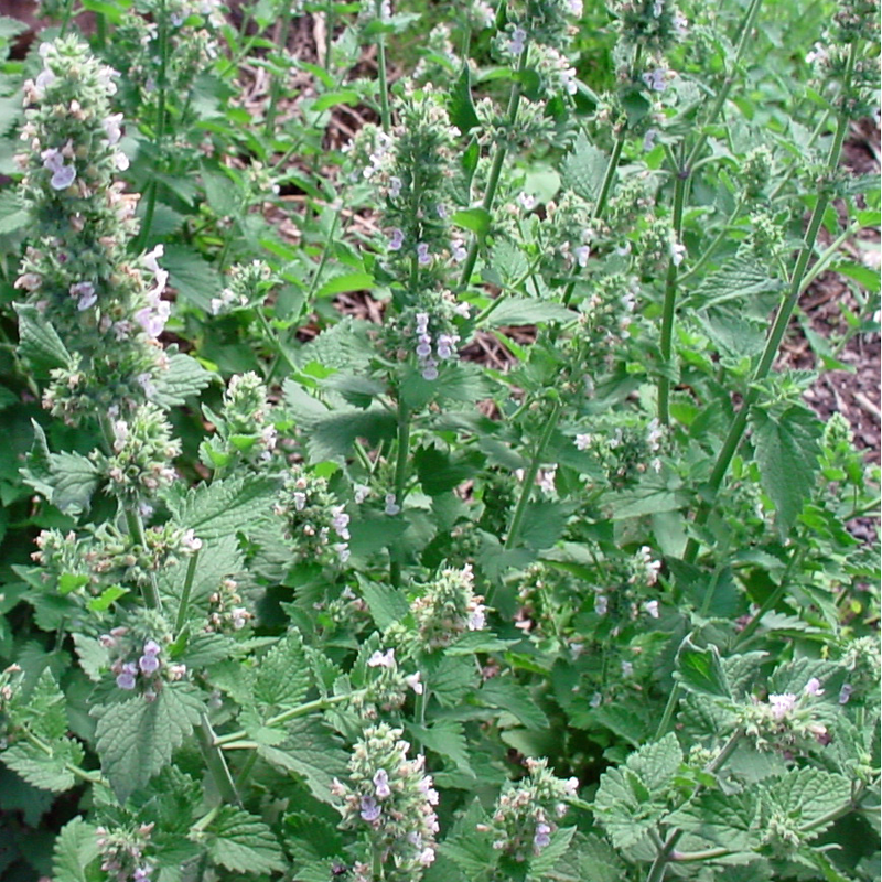 Catnip Seeds-Scents/Oils/Herbs-RavenSong-The Bat Witch Cavern