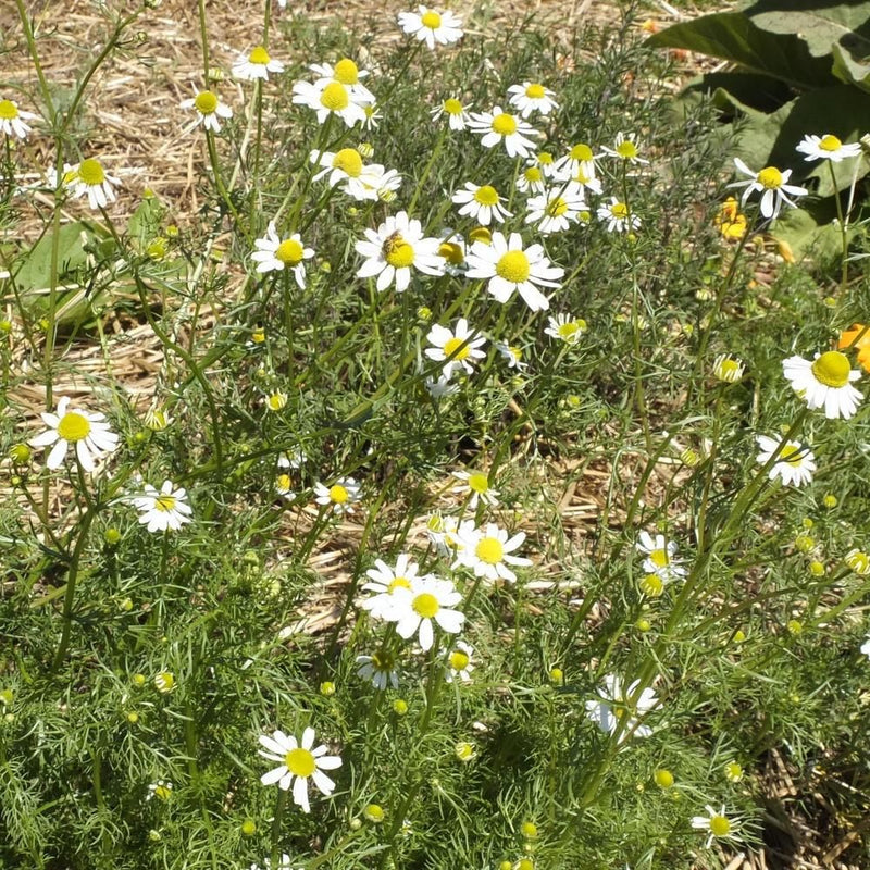 German Chamomile Seeds-Scents/Oils/Herbs-RavenSong-The Bat Witch Cavern