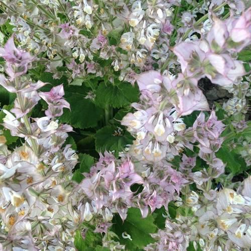 Clary Sage Seeds-Scents/Oils/Herbs-RavenSong-The Bat Witch Cavern