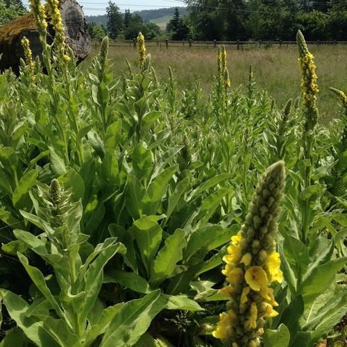 Mullein Seeds-Scents/Oils/Herbs-RavenSong-The Bat Witch Cavern
