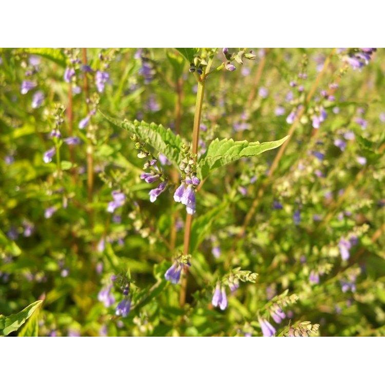 Blue Skullcap Seeds-Scents/Oils/Herbs-RavenSong-The Bat Witch Cavern