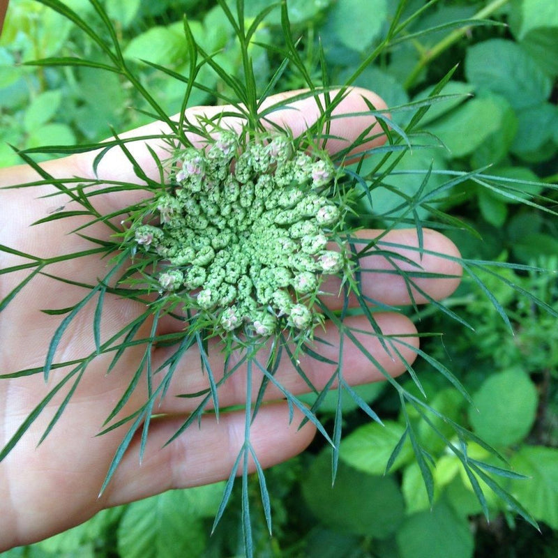 Wild Carrot Seeds-Scents/Oils/Herbs-RavenSong-The Bat Witch Cavern
